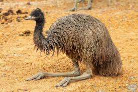 Emu 2