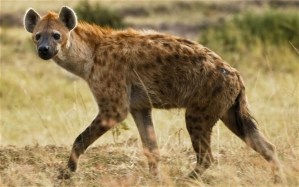 Hyena