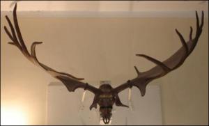 giant irish elk head span