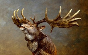 irish elk